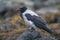 Hooded Crow Corvus cornix standing on a rock at the edge of the sea.