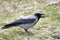 Hooded crow / Corvus corone cornix