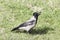 Hooded Crow (Corvus corone cornix)