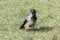 Hooded Crow (Corvus corone cornix)