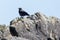 Hooded crow corvus corone cornix standing on rock