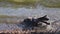 Hooded crow (Corvus corone) sea water bath wash on beach
