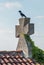 Hooded crow on cross