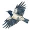 The hooded crow in flight. Watercolor hand drawn illustration.