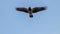 Hooded Crow Flying in the Sky. Crow Wings Spread.
