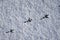 Hooded crow footprints on the snow
