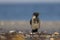 A hooded crow foraging on the beach of Heligoland. Perched on the branches of the beach in the morning sun.