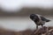 A hooded crow foraging on the beach of Heligoland. Perched on the branches of the beach in the morning sun.