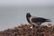 A hooded crow foraging on the beach of Heligoland. Perched on the branches of the beach in the morning sun.