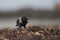 A hooded crow foraging on the beach of Heligoland. Perched on the branches of the beach in the morning sun.