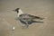 A Hooded Crow on Fujairah Beach, UAE