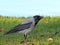 Hooded crow on the grass