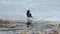 Hooded crow jumping on the ice of a frozen river and want something to steal from ducks