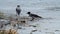 Hooded crow look for food amid rubbish on the ice of a frozen river