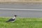 Hooded Crow looking for food on green grass