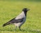 Hooded Crow on a meadow