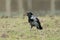 Hooded crow with nesting material