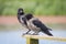 Hooded crow pair on a wooden hand rail