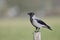 A Hooded crow perched on a pole resting. in the centre of the city Berlin