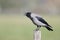 A Hooded crow perched on a wooden pole caling out loud in the centre of the city Berlin