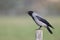 A Hooded crow perched on a wooden pole caling out loud in the centre of the city Berlin
