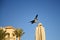 Hooded crow plans to land on a beach umbrella.