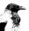 Hooded crow profile head in black and white ink line drawing