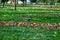 Hooded crow runs among fallen leaves on a green lawn in Gorky Park in Kharkiv Ukraine. Yellow leaves are collected in rows on