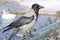 Hooded Crow Sitting on Rail