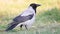 Hooded crow on a spring meadow croaks