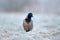 Hooded crow standing in a forst covered field searching for food