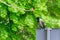 Hooded crow standing on a road sign