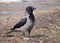 Hooded crow stands on flat ground