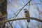 The hooded crow on a tree branch and blue sky on background