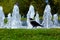 Hooded crow in urban environment in deep green grass by water fountain