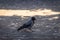 Hooded crow walking on the ripples of sand on frozen beach of Baltic sea at sunset