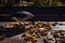 A hooded crow on a wooden table amongst dried yellow leaves.