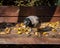 A hooded crow on a wooden table amongst dried yellow leaves.