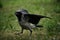 The hooded crown (corvus cornix) shows the demonstrative behavior