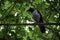The hooded crown (corvus cornix) sits on a branch and looks around