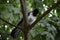 The hooded crown (corvus cornix) sits on a branch and looks around