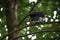 The hooded crown corvus cornix sits on a branch and looks around