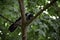 The hooded crown corvus cornix sits on a branch and looks around