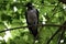 The hooded crown corvus cornix sits on a branch and looks around