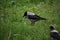 The hooded crown corvus cornix stands on ground and looks for some food