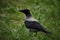 The hooded crown (corvus cornix) stands on ground and looks for some food