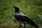 The hooded crown (corvus cornix) stands on ground and looks for some food