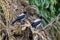 Hooded crows in the danube delta