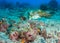 Hooded Cuttlefish on a coral reef