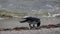 Hooded gray crow Corvus picking dead fish on sea coast